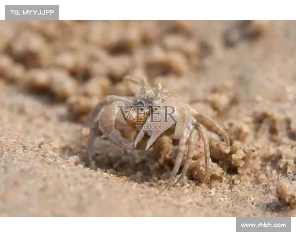 最佳鬼蟹刷新点及击杀策略详解 提升效率的五大关键位置解析 最佳鬼蟹刷新点及击杀策略详解 提升效率的五大关键位置解析